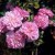 Pink Bells - 