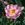 Pomifera Duplex - 