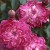 Pompon de Bourgogne - 
