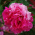 Pride of Reigate - 