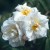 Princess of Nassau - 