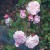 Princesse Marie - 