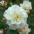 Prosperity - 