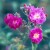 Purple Skyliner - 
