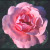 Queen Elizabeth Climber - 