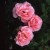 Queen Elizabeth - 