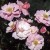 Queen Mother - 