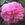 Queen of Bedders - 
