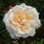 Rachel's Delight - 