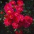 Red Bells - 