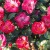 Red Blanket - 