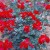 Red Max Graf - 