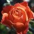 Remember Me - 