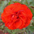 Remembrance - 