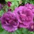 Rhapsody in blue - 