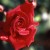 Rob Roy - 