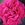 Robusta - 