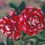 Roger Lambelin - 