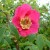 Rosa Doncasterii - 