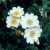 Rosa alba - 