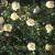 Rosa altaica - 