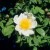 Rosa arvensis - 
