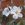 Rosa brunonii - 