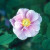 Rosa californica plena - 