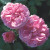 Rosa centifolia - 