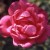 Rosa chinensis - 