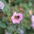 Rosa davidii - 