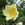Rosa earldomensis - 