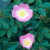 Rosa eglanteria (Rosa rubriginosa) - 