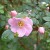 Rosa elegantula persetosa - 