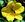 Rosa foetida - 