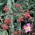 Rosa glauca - 