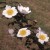 Rosa horrida - 
