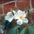 Rosa luciae - 