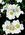 Rosa macrantha - 