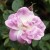 Rosa manetti - 