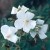 Rosa moschata - 