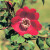 Rosa moyesii Geranium - 