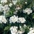 Rosa mulliganii - 