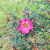 Rosa multibracteata - 