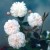 Rosa multiflora carnea - 