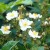 Rosa multiflora - 