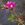 Rosa nitida - 