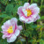 Rosa nutkana plena - 