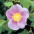 Rosa nutkana - 