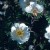 Rosa omeiensis Red Wing - 